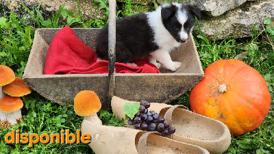 Les chiots de Shetland Sheepdog