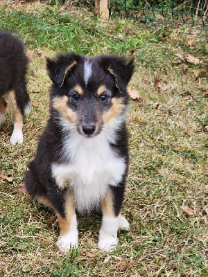 Les chiots de Shetland Sheepdog