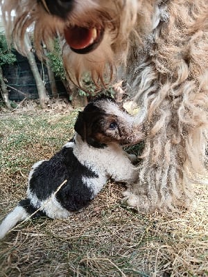 Les chiots de Fox Terrier Poil Dur