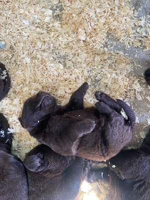 Les chiots de Labrador Retriever