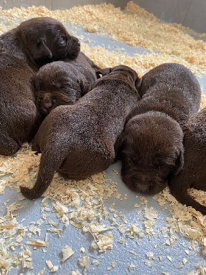 Les chiots de Labrador Retriever