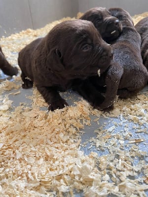 Les chiots de Labrador Retriever