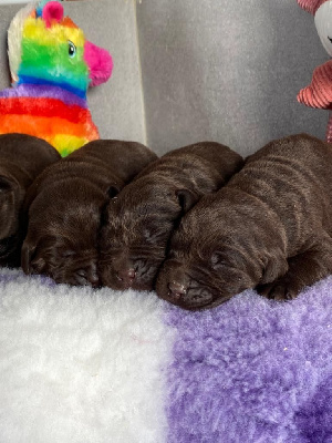 Les chiots de Labrador Retriever