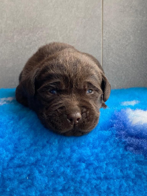 Les chiots de Labrador Retriever