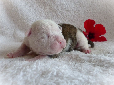 Les chiots de Bulldog continental