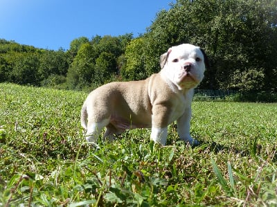 Les chiots de Bulldog continental