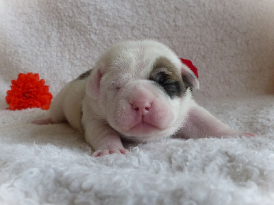 Les chiots de Bulldog continental