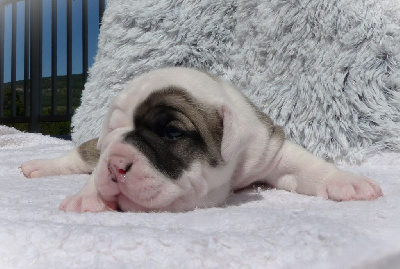 Les chiots de Bulldog continental