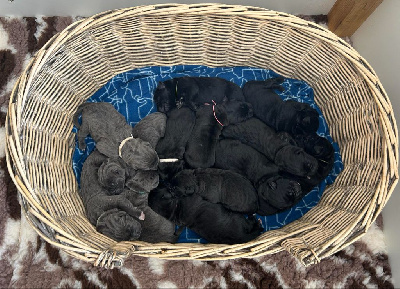 Les chiots de Cane Corso