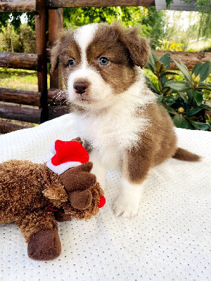 Les chiots de Berger Australien