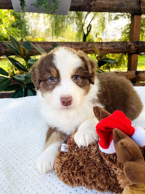 Les chiots de Berger Australien