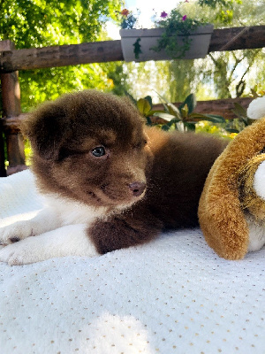 Les chiots de Berger Australien