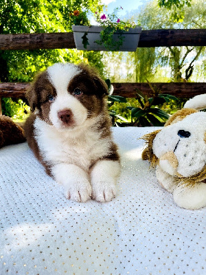 Les chiots de Berger Australien