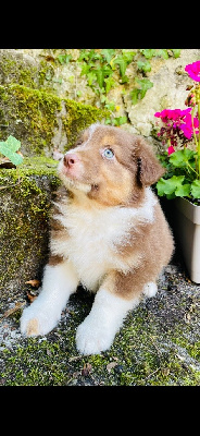 Les chiots de Berger Australien