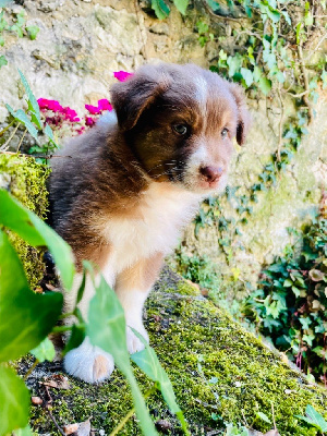 Les chiots de Berger Australien