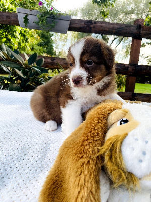 Les chiots de Berger Australien