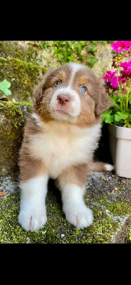 Les chiots de Berger Australien