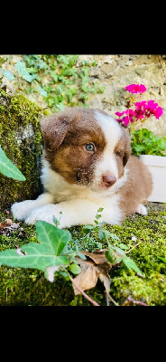 Les chiots de Berger Australien