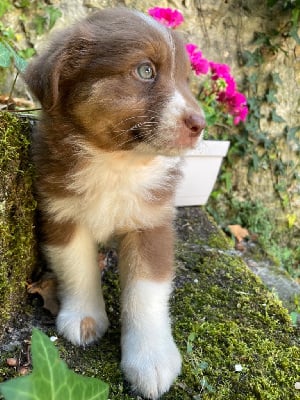 Les chiots de Berger Australien