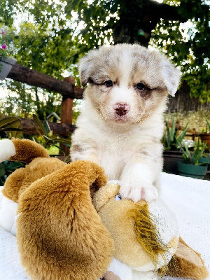 Les chiots de Berger Australien