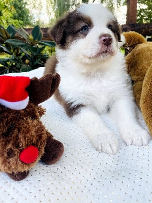 Les chiots de Berger Australien