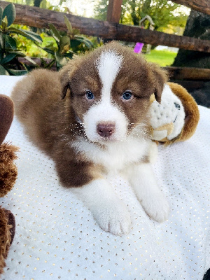 Les chiots de Berger Australien