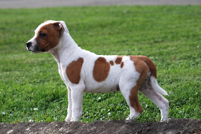 Les chiots de Staffordshire Bull Terrier