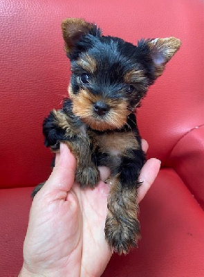 Les chiots de Yorkshire Terrier