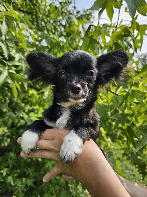 Les chiots de Chihuahua