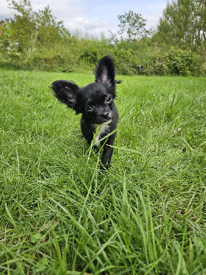 Les chiots de Chihuahua