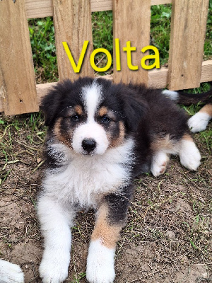 Volta - Berger Australien