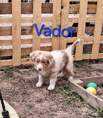 Les chiots de Berger Australien