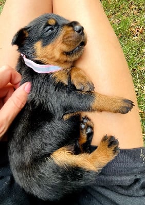 Les chiots de Rottweiler