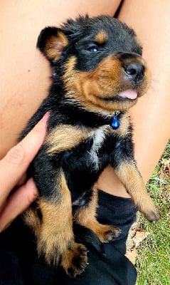 Les chiots de Rottweiler