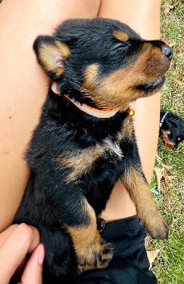 Les chiots de Rottweiler