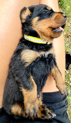 CHIOT 4 - Rottweiler