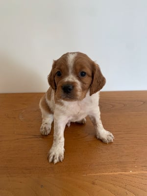 Les chiots de Epagneul Breton