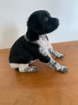 Les chiots de Epagneul Breton