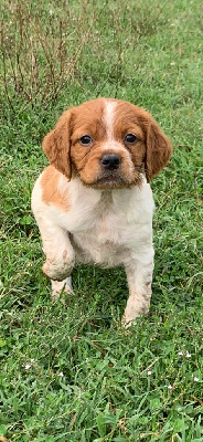 Les chiots de Epagneul Breton