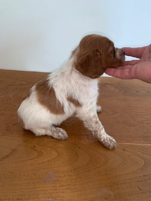 Les chiots de Epagneul Breton