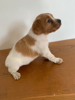 Les chiots de Epagneul Breton