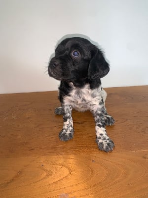 Les chiots de Epagneul Breton