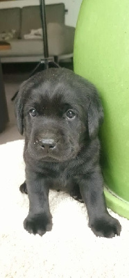 Les chiots de Labrador Retriever