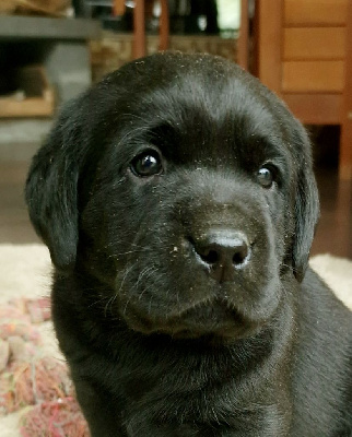 Les chiots de Labrador Retriever