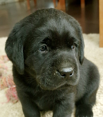 Les chiots de Labrador Retriever