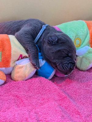 Les chiots de Dogue allemand