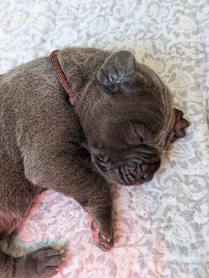 Les chiots de Dogue allemand