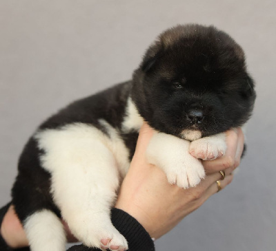 Les chiots de Akita americain