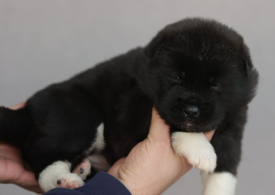 Les chiots de Akita americain