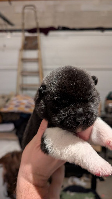 Les chiots de Akita americain